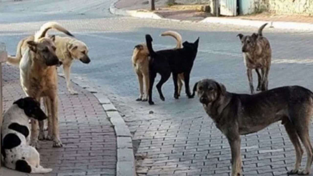 Altındağ’da 6 yaşındaki çocuk ölü bulundu: Şüpheli ölümde köpek izi - Birlik Haber Ajansı