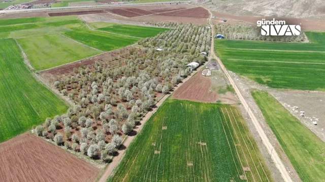 Sivas'ın Bahçeleri Tarlaya Dönüştü