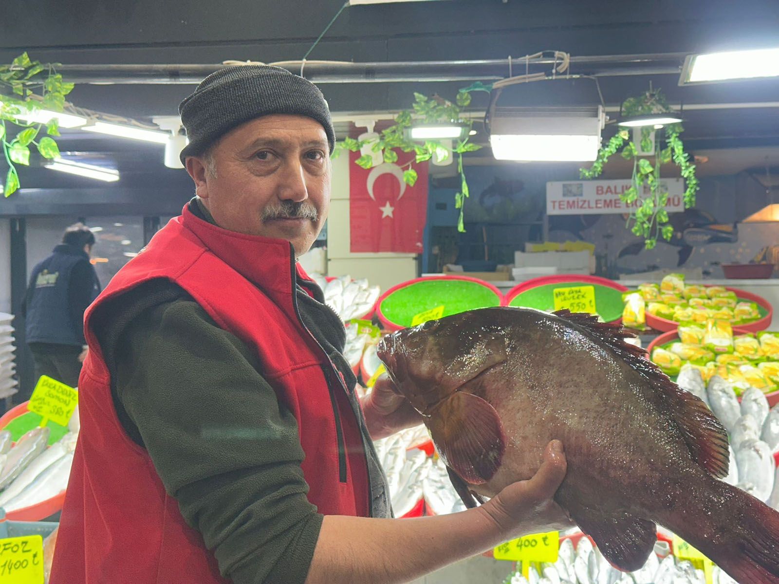 Kırmızı yelek giymiş bir kişi, 7,5 kiloluk orfoz balığını tutuyor.