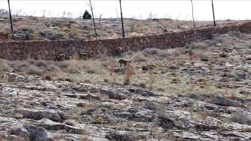Dağ keçisi sürüsü seyir terası manzarasına dahil oldu