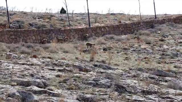 Dağ keçisi sürüsü seyir terası manzarasına dahil oldu