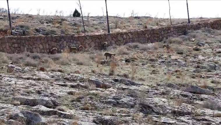 Dağ keçisi sürüsü seyir terası manzarasına dahil oldu