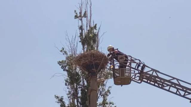 Sivas'ta Yürek Isıtan Kurtarma! Ayağı İpe Dolanan Leylek Son Anda Kurtarıldı