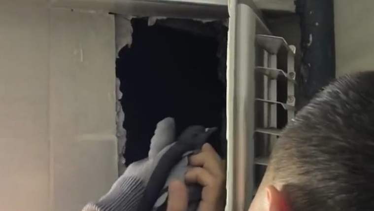 Bir itfaiye görevlisi, apartman havalandırma boşluğundan bir güvercini kurtarmaya çalışıyor.