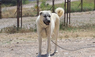 Anadolu’nun Gururu Kangal Köpekleri: Güçlü, Cesur ve Merhametli