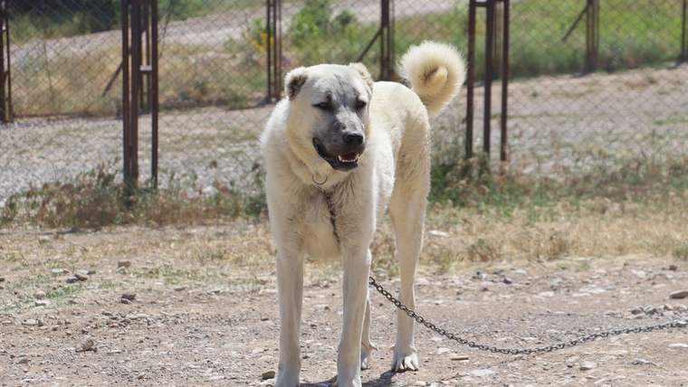 Kangal köpeği, zincirle bağlı bir şekilde duruyor, arka planda tel çit ve açık alan görünmekte.