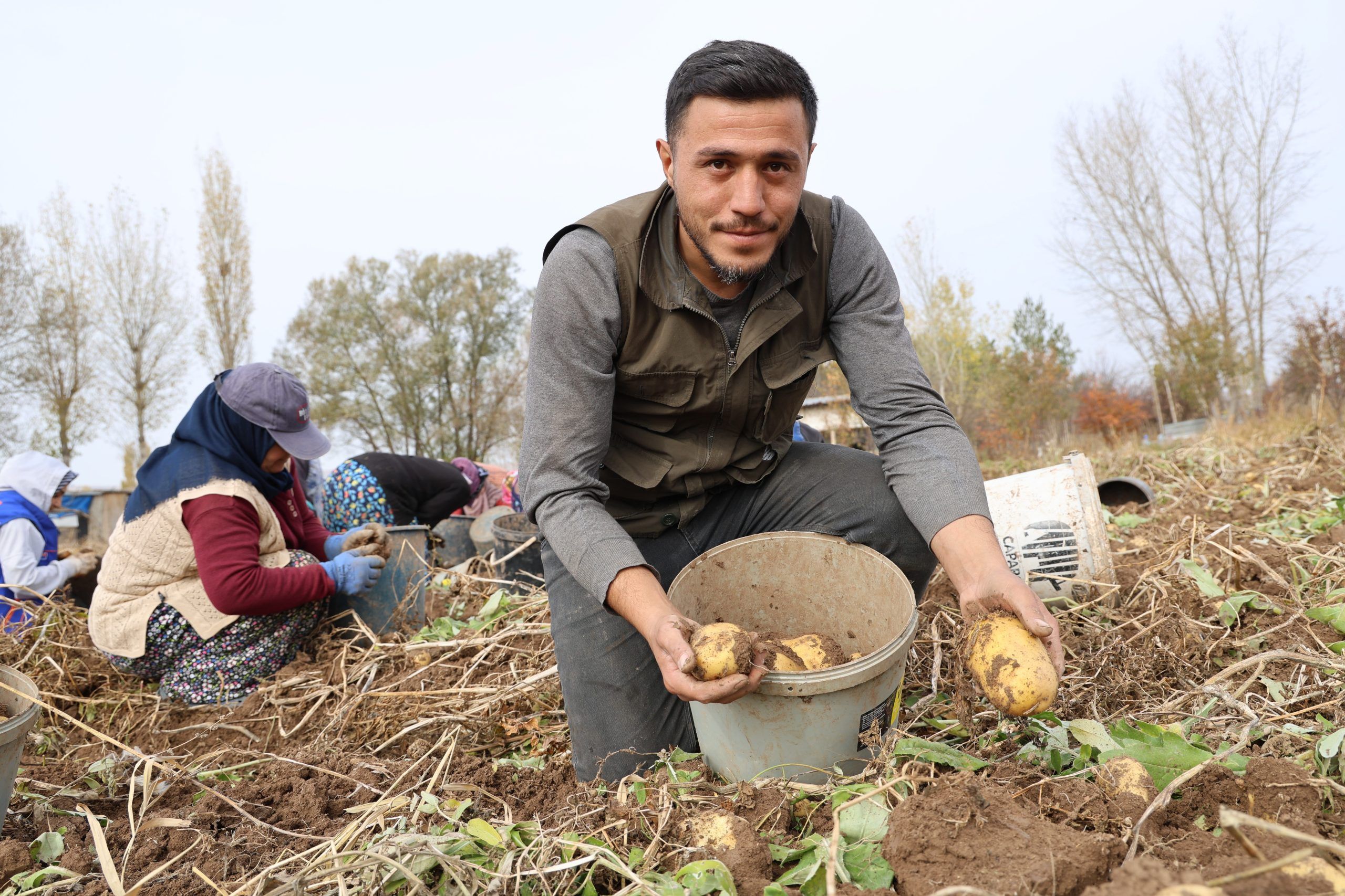 Sivas Patates Hasadı Mesaisi Sürüyor: Türkiye'nin Tohumluk Devi Rekor Peşinde!