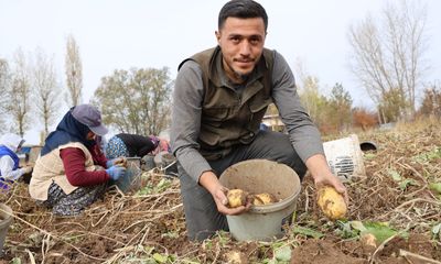 Sivas Patates Hasadı Mesaisi Sürüyor: Türkiye'nin Tohumluk Devi Rekor Peşinde!