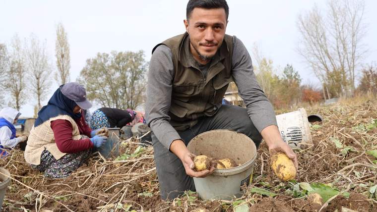 Patates toplayan bir kişi, elinde bir kova dolusu patatesle tarlada duruyor.