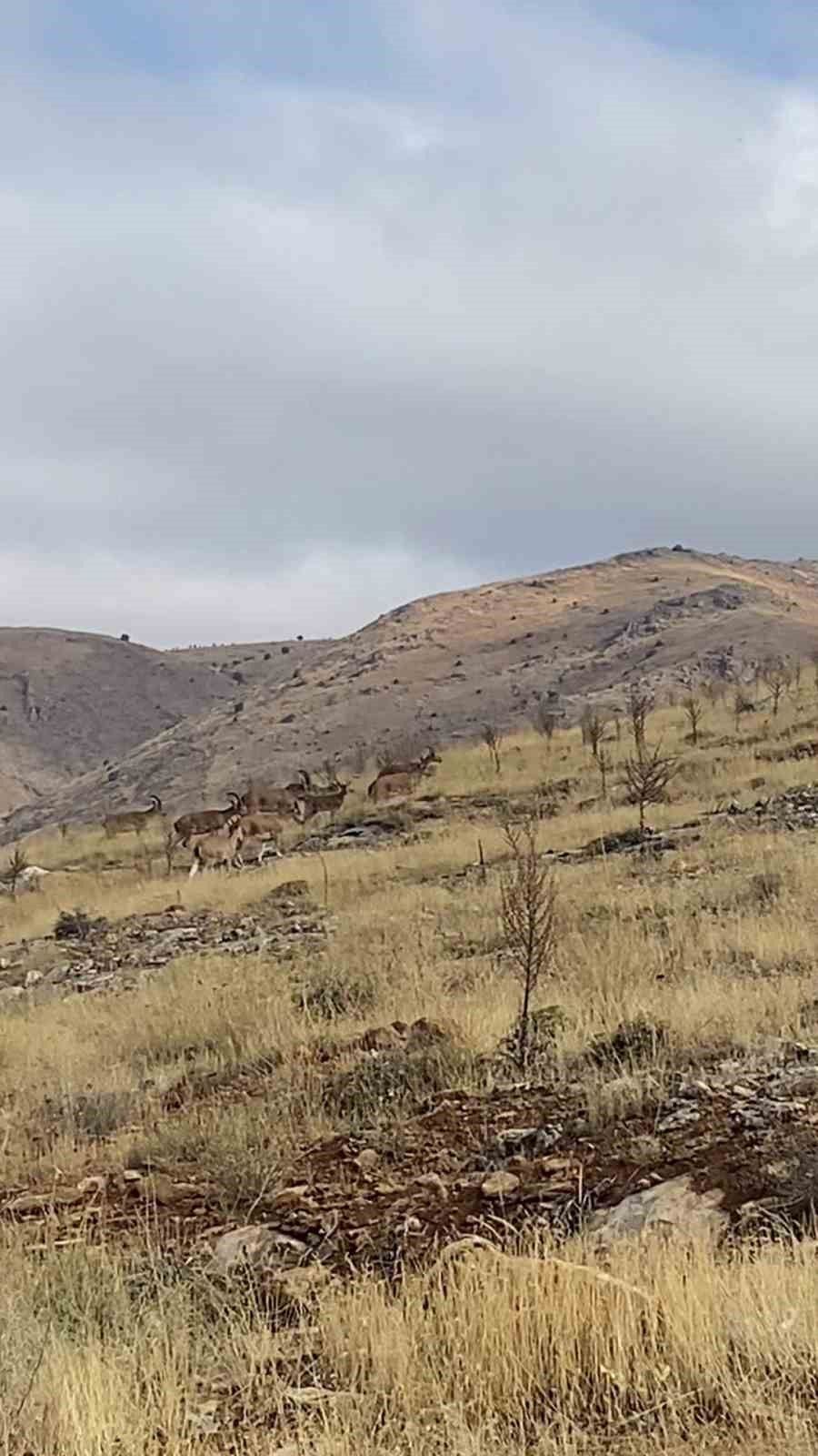 Dağ keçisi sürüsü seyir terası manzarasına dahil oldu