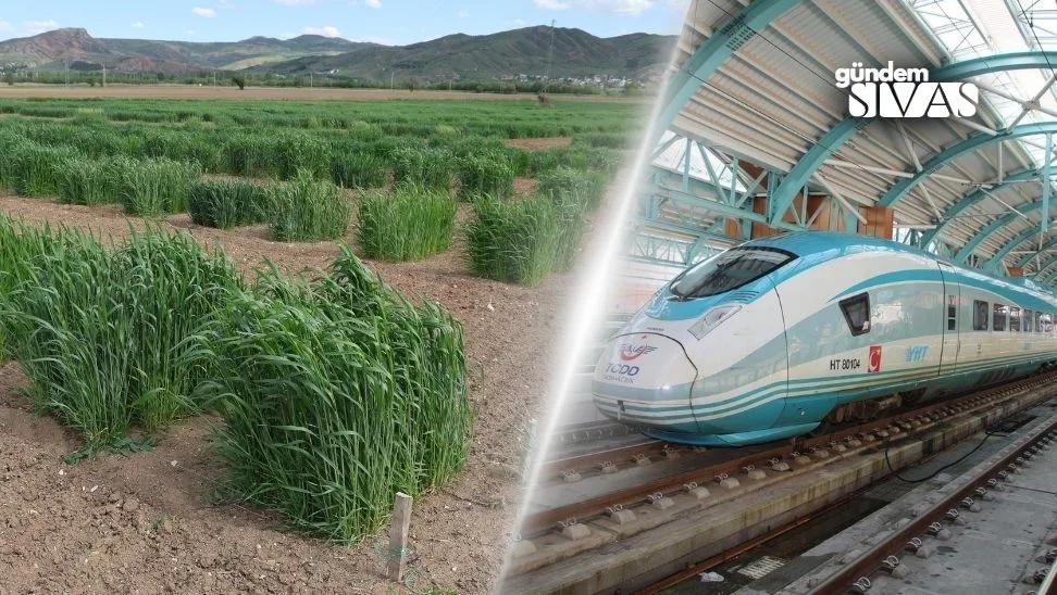 Yüksek Hızlı Tren Sivas'ta Çiftçilere Umut Oluyor