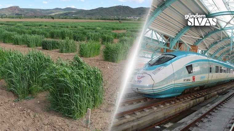 Yeşil tarım alanları ve yüksek hızlı tren rayları görünmekte.