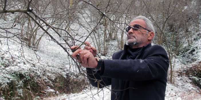 Fındık için tehlike çanları - Birlik Haber Ajansı