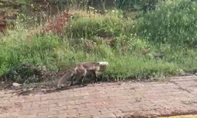 Merakı başına dert oldu, çaresiz kalan tilkinin yardımına onlar koştu