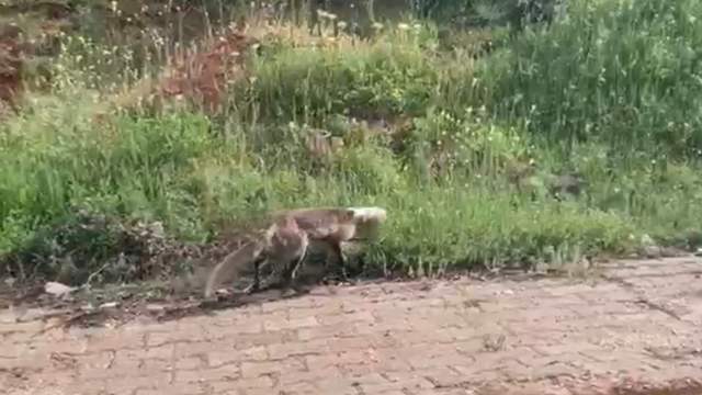 Merakı başına dert oldu, çaresiz kalan tilkinin yardımına onlar koştu