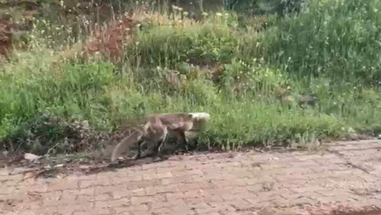 Merakı başına dert oldu, çaresiz kalan tilkinin yardımına onlar koştu