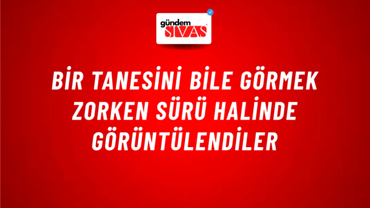 Bir Tanesini Bile Görmek Zorken Sürü Halinde Görüntülendiler