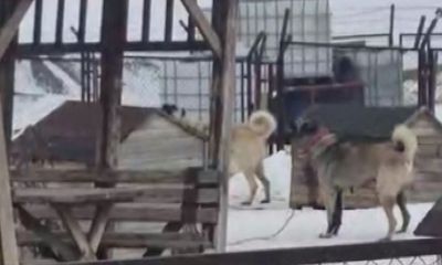 Kangal Köpekleri Depremi Önceden Hissetti: Erzincan’daki 4.9’luk Sarsıntı Sivas’ta Kameraya Yansıdı