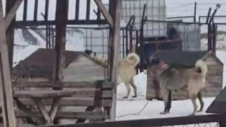 Kangal Köpekleri Depremi Önceden Hissetti: Erzincan’daki 4.9’luk Sarsıntı Sivas’ta Kameraya Yansıdı