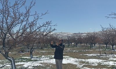 Don Kayısı: Sivas’ta Şiddetli Soğuk Hava Kayısı Ağaçlarını Vurdu – 10 Şok Edici Gerçekle Ekonomiye Darbe!