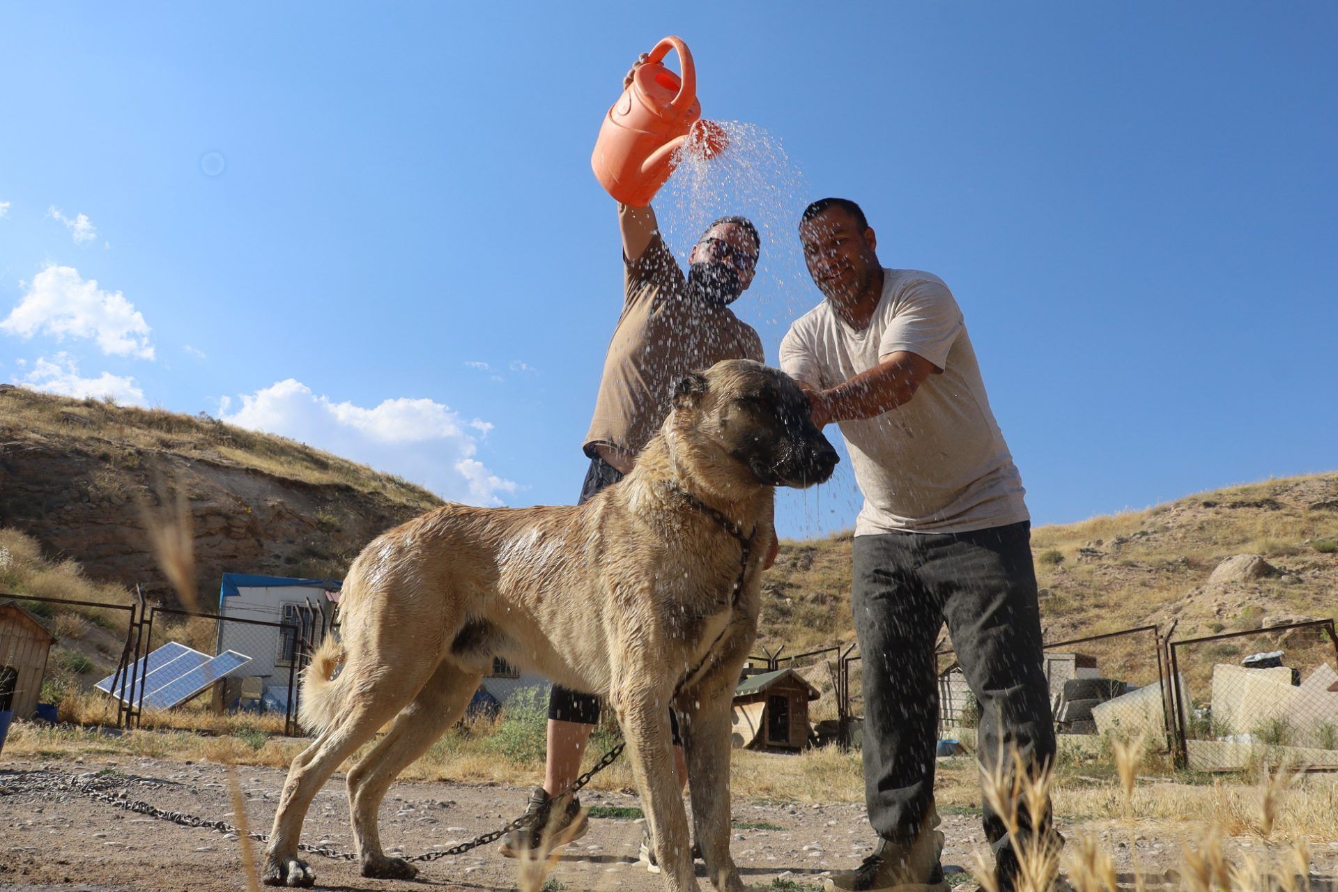 Açık arazide iki kişi, büyük bir köpeğin üzerine turuncu bidondan su dökerken görülüyor.