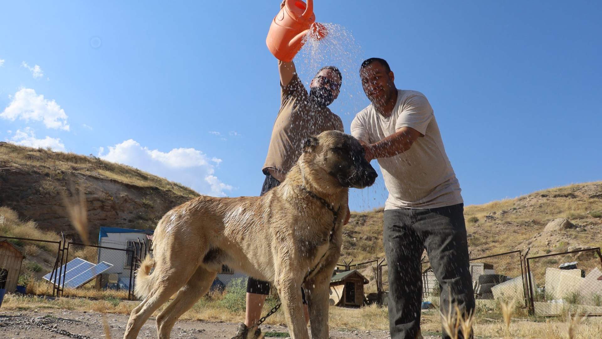 Açık arazide iki kişi, büyük bir köpeğin üzerine turuncu bidondan su dökerken görülüyor.
