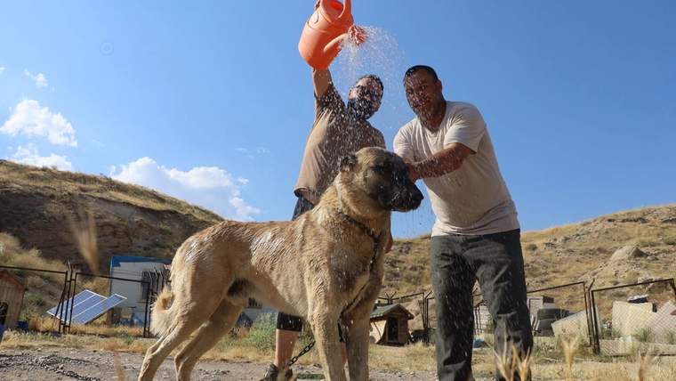 Açık arazide iki kişi, büyük bir köpeğin üzerine turuncu bidondan su dökerken görülüyor.