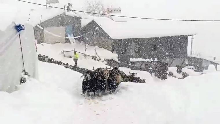 Yoğun kar yağışı altında, karla kaplı bir alanda bir grup keçi ve arka planda evler görülüyor.