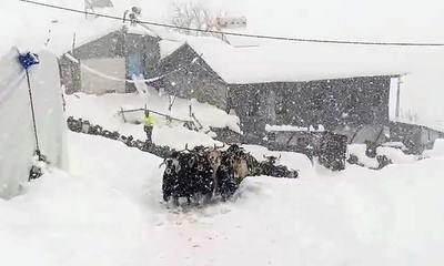 Divriği’de Yarım Metre Kar Engel Olamadı: İnatçı Keçiler Ağıllarına Ulaşmayı Başardı