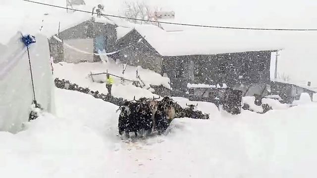 Divriği’de Yarım Metre Kar Engel Olamadı: İnatçı Keçiler Ağıllarına Ulaşmayı Başardı