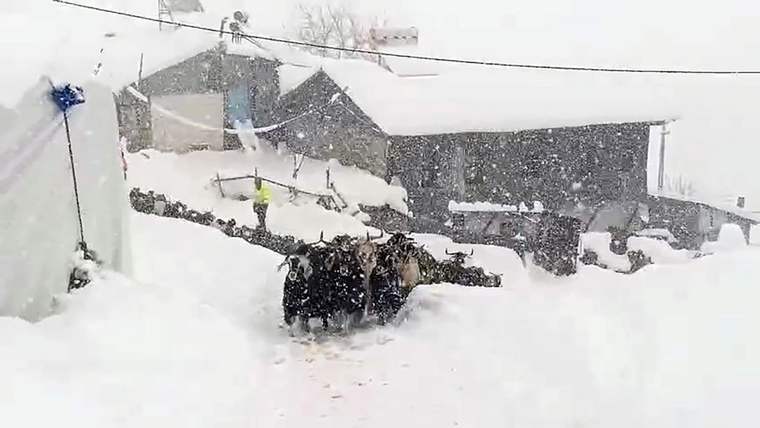 Yoğun kar yağışı altında, karla kaplı bir alanda bir grup keçi ve arka planda evler görülüyor.