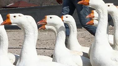 Sivas'ta Gülümseten Görüntü!