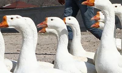 Sivas'ta Gülümseten Görüntü!
