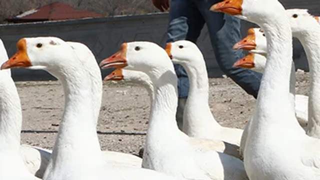 Sivas'ta Gülümseten Görüntü!