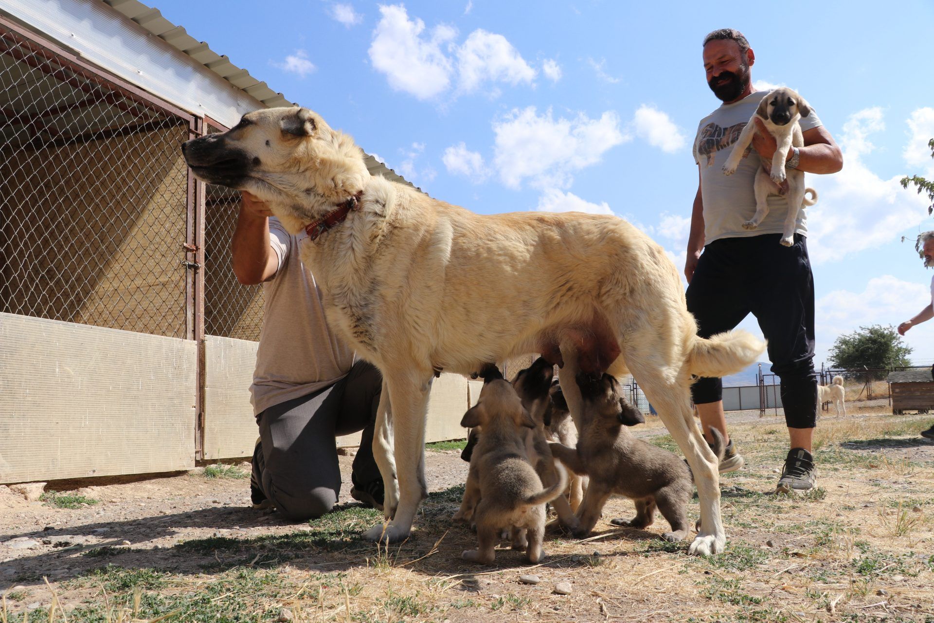 Açık renkli büyük bir köpeğin çevresinde birkaç yavru köpek ve iki kişi, tel örgülü alanın önünde duruyor.