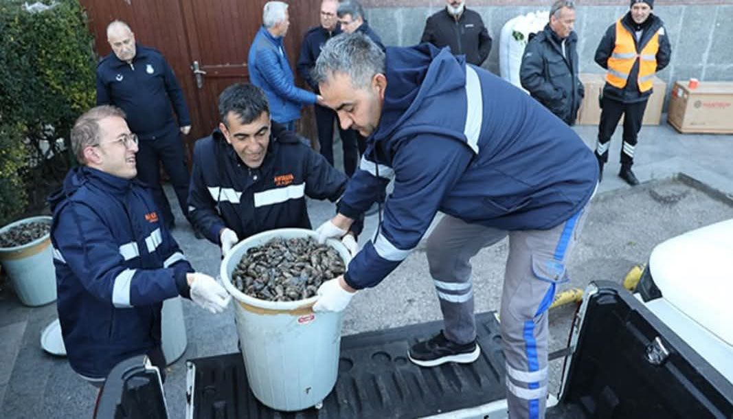 Antalya'da 300 kilogram sağlıksız midyeye el konuldu - Birlik Haber Ajansı