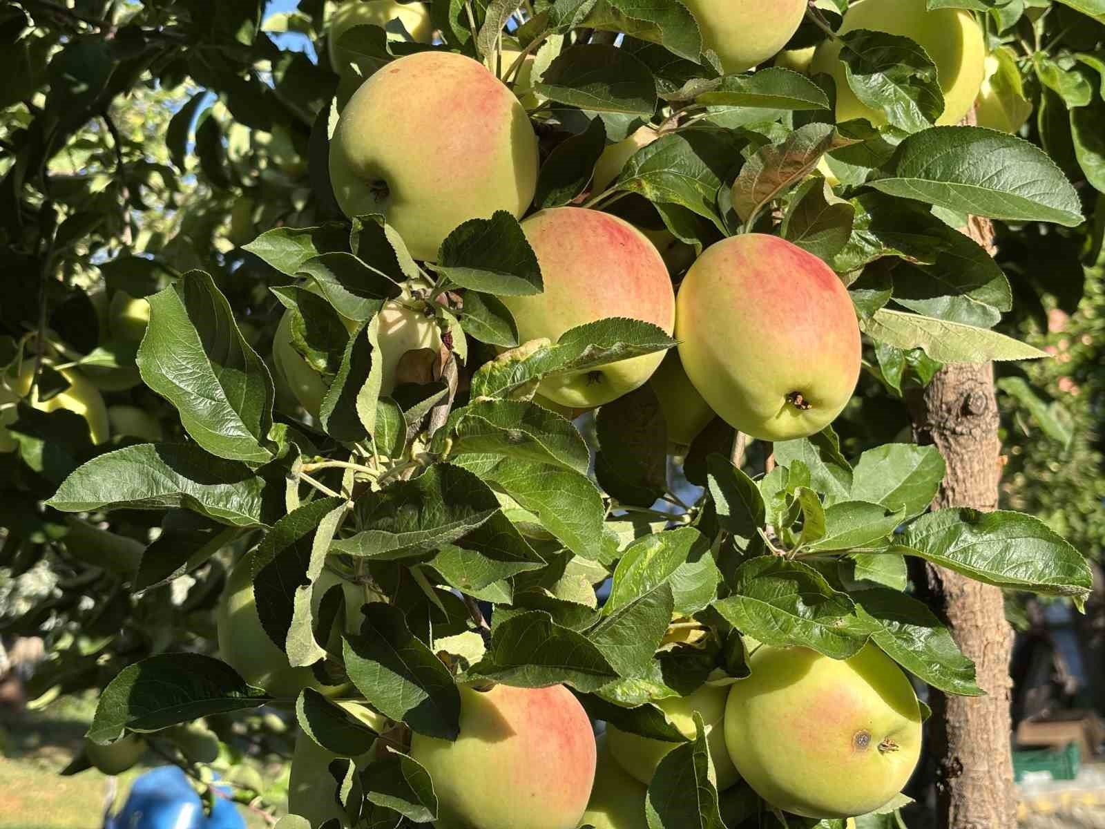 Ayvaniye elması uygun koşullarda 6 ay sofralarda kalabiliyor