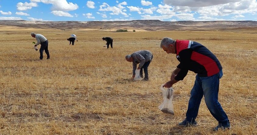 Sivas'ta Patates Üretiminde Verimlilik ve Zararlılarla Mücadele Çalışmaları Başladı