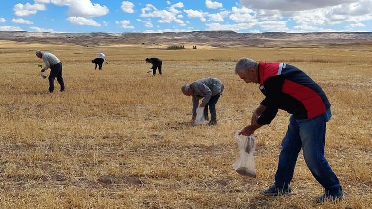 Patates ekimi için toprakta çalışan birkaç kişi, çantalarla tohum taşıyor.