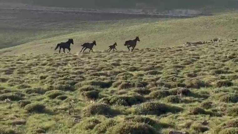 Yeşil tepelerle çevrili geniş arazide dört at, otlarla kaplı yamaçta ilerliyor.