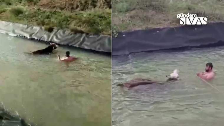 Su kanalında bir kişi, suyun içindeki ineğin yanında yüzerek ilerliyor; iki kareli görüntüde kıyı görülüyor.