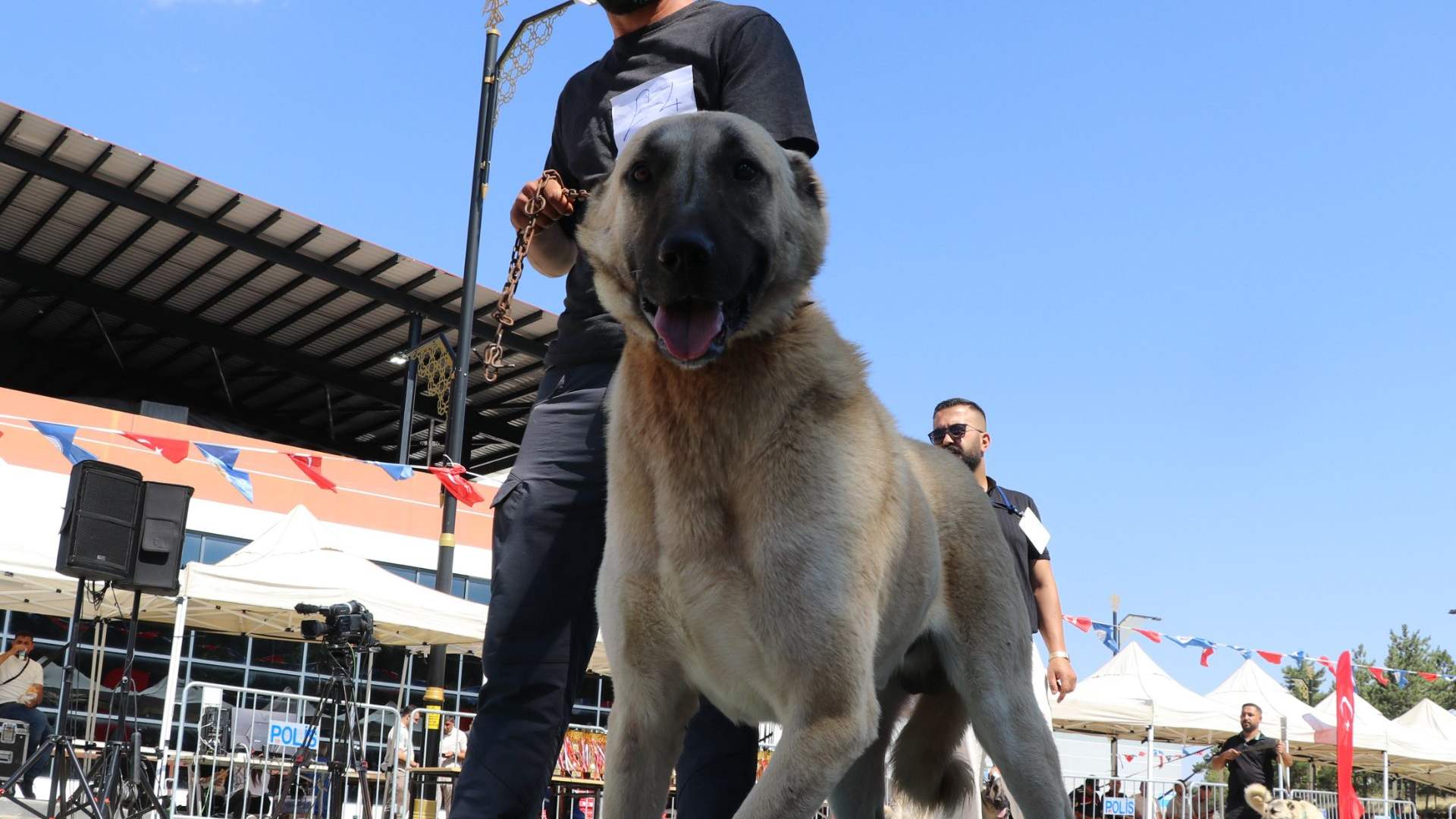 Kangal’ın Ana Vatanında Büyük Yarış!