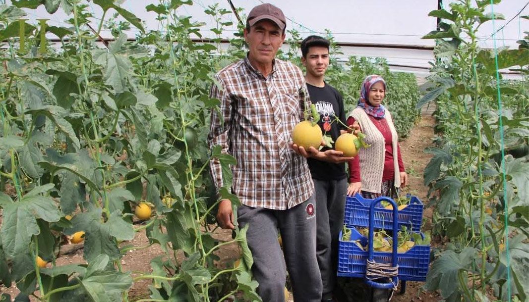 Kumluca’da örtü altı kavun mucizesi - Birlik Haber Ajansı
