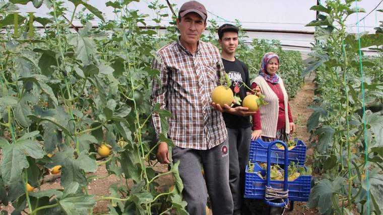 Kumluca’da örtü altı kavun mucizesi - Birlik Haber Ajansı
