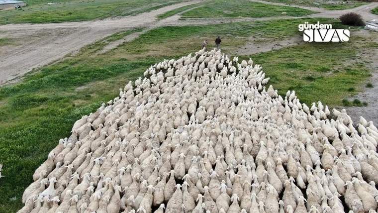 Yeşil ve toprak zeminde bir arada duran çok sayıda beyaz koyundan oluşan sürü görülüyor.