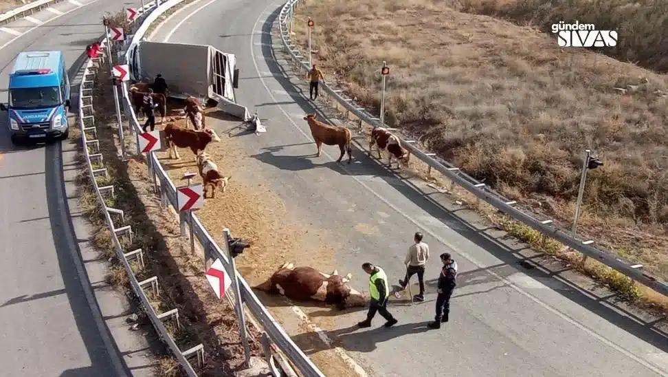 Sivas'ta Hayvan Taşıyan Kamyonet Devrildi