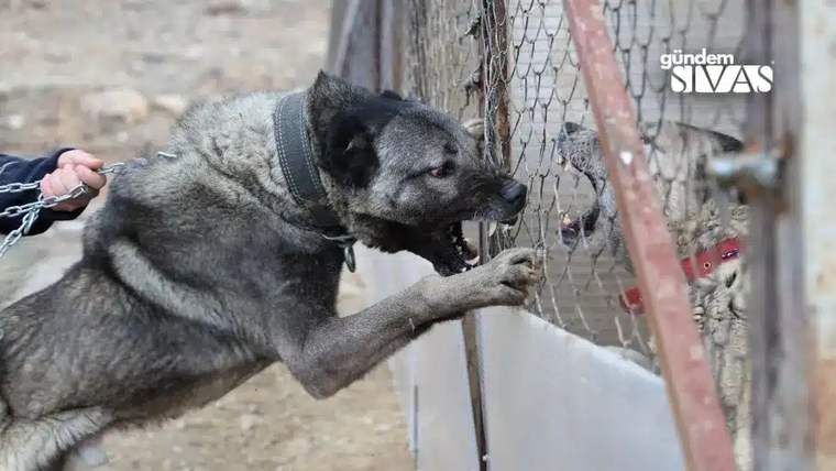 Tasma ve zincirle tutulan büyük bir köpek, tel örgüye ön patilerini dayayarak havlıyor.