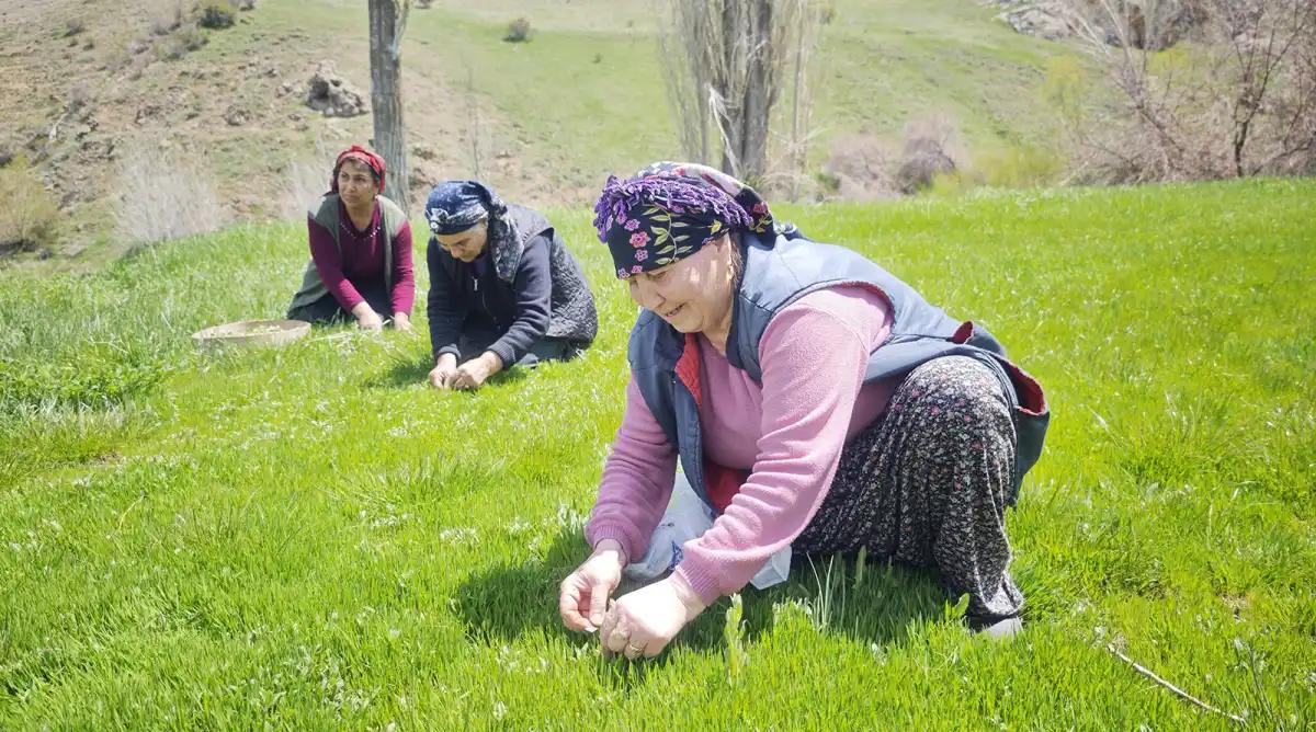 Sivas’ta Madımak Sezonu Açıldı: Tezgahlarda Kilosu 200 TL’den Satılıyor
