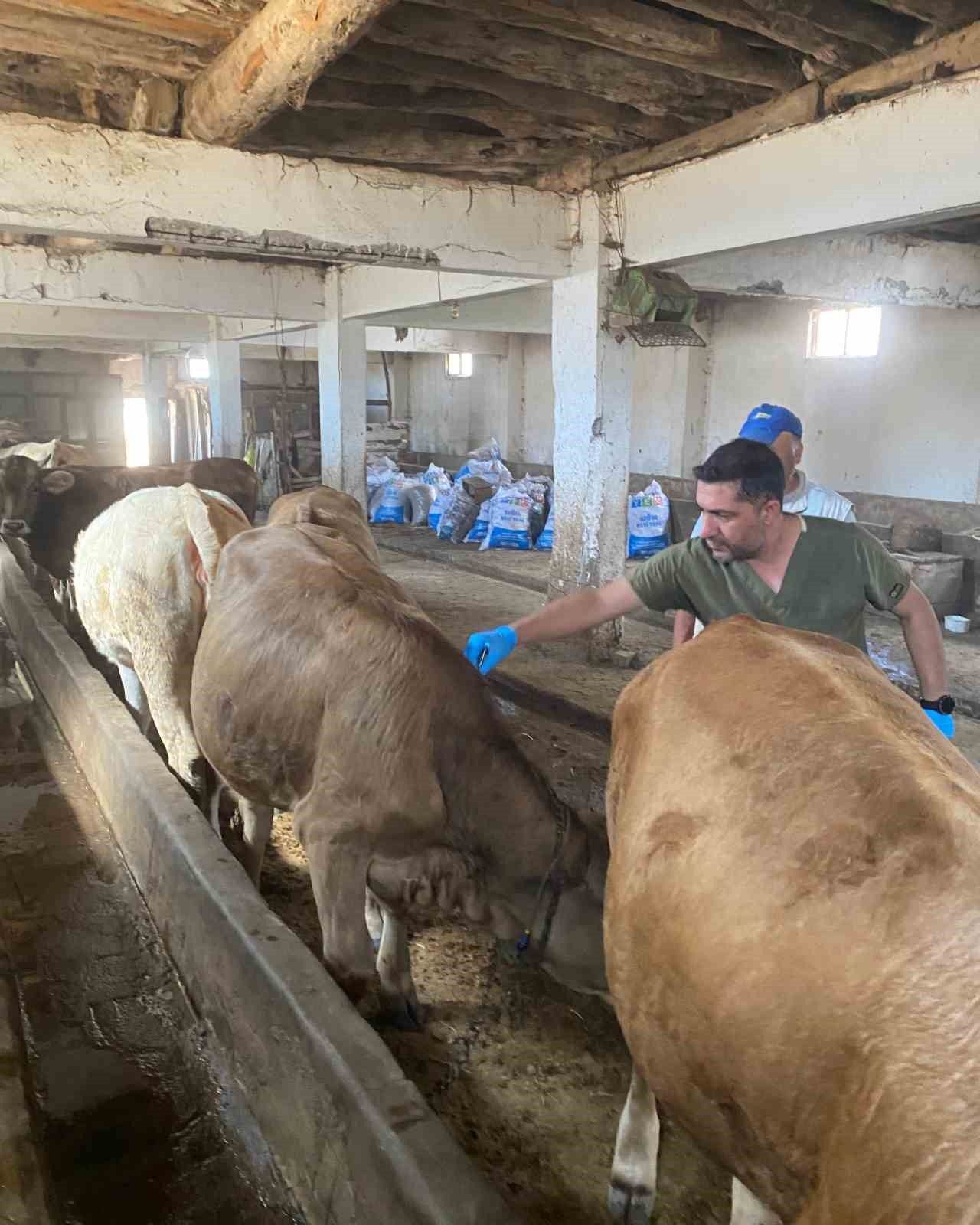 Sivas merkez ve 16 ilçede büyükbaşlara aşı ve küpe uygulaması