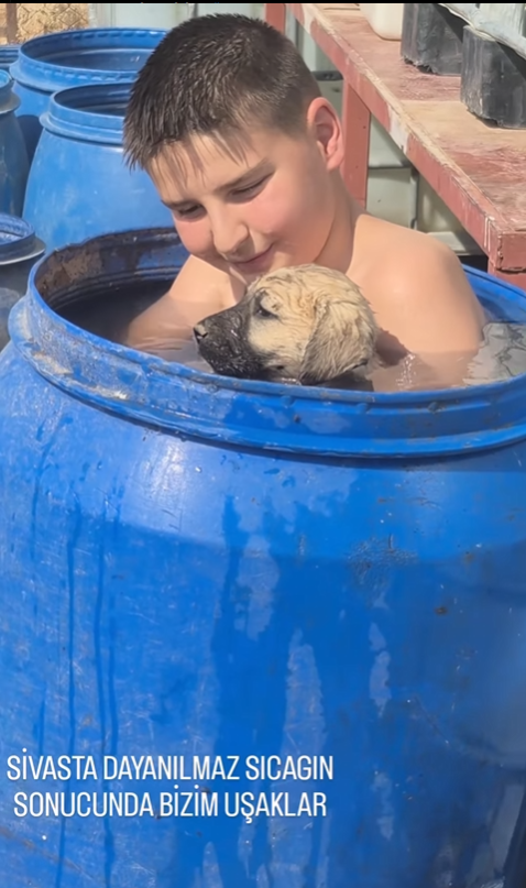 Sivas'ta Minik Kahraman Ali, Kangal Köpeklerini Serinletmek İçin Yaratıcı Yöntem Buldu!
